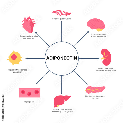 Adiponectin fat tissue