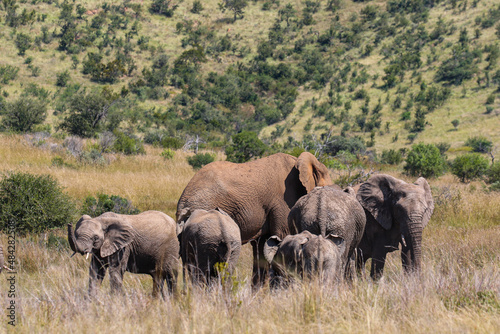 African Bush Elephant  Pilanesberg National Park