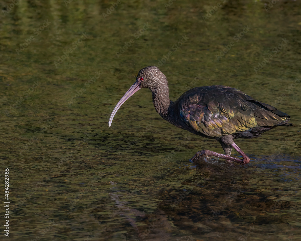 Naklejka premium An ibis wandering around muddy water