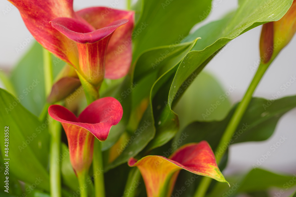 Colorful Red and Green Calla Lily 'Allure' Flower Arrangement Colorful Red and Green Calla Lily 'Allure' Flower Arrangement