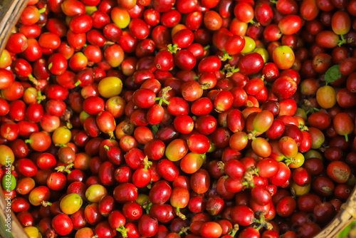 Plantation red coffee bean farmer hands ripe harvest in Garden farm. Close up hand harvesting green red yellow bean Robusta arabica Coffee berries leaf tree Plant in Brazil Ethiopia Vietnam Country