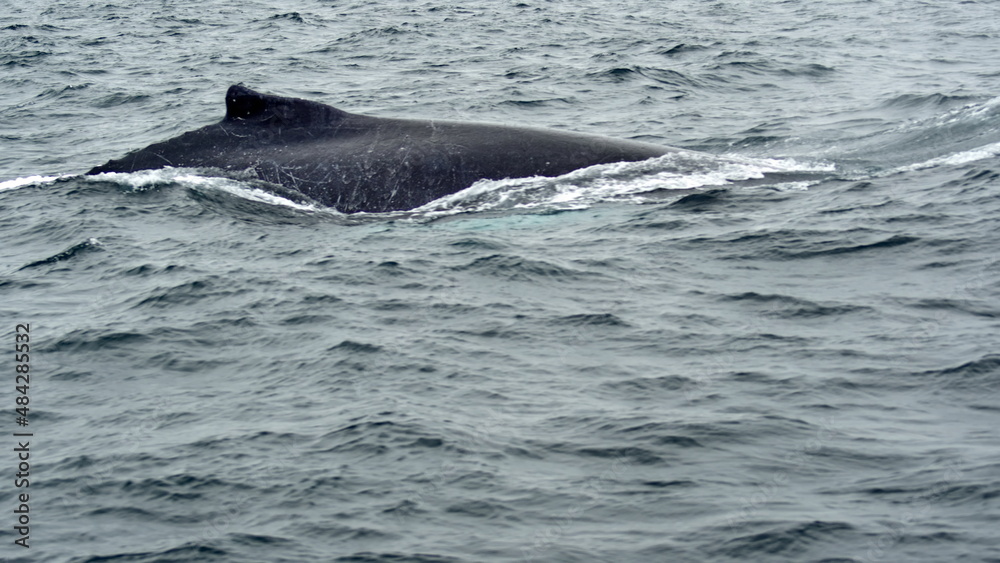 Fototapeta premium Dorsal fin of a humpback whale in Machalilla National Park, off the coast of Puerto Lopez, Ecuador