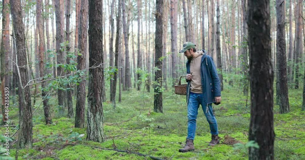 Experienced man interested in mushrooming dressed warmly with cap on head is walking through forest between trees mushroom picker came to harvest, looking for boletes carefully steps Experienced man interested in mushrooming dressed warmly with cap on head is walking through forest between trees mushroom picker came to harvest, looking for boletes carefully steps