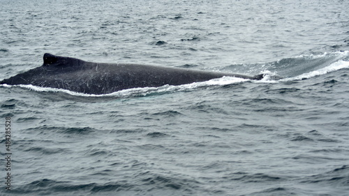 Dorsal fin of a humpback whale in Machalilla National Park, off the coast of Puerto Lopez, Ecuador