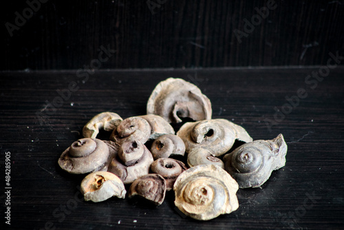 Fossils Of Different Species Laid Out.  photo