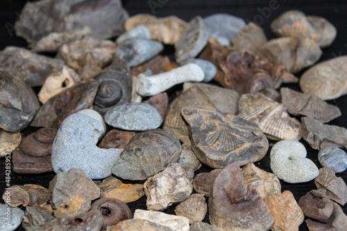 Fossils Of Different Species Laid Out.  photo