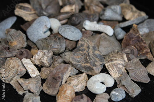 Fossils Of Different Species Laid Out.  photo