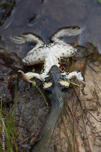 Zaskroniec atakujący żabę czyli posiłek węża. © malekimage