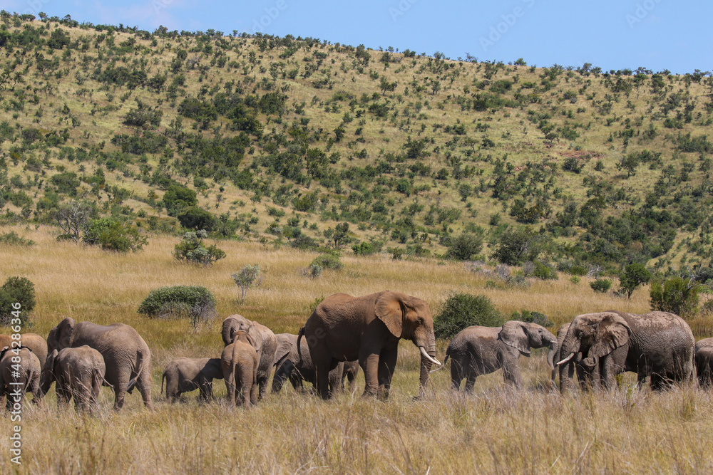 African Bush Elephant, Pilanesberg National Park African Bush Elephant, Pilanesberg National Park