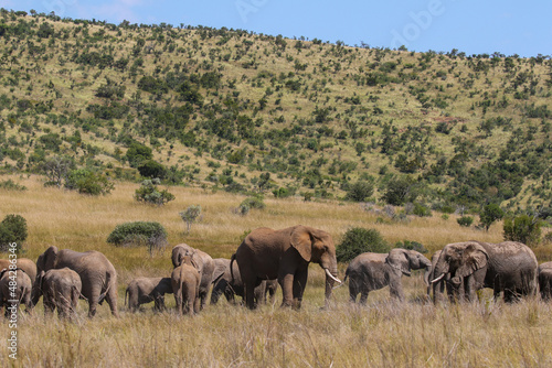 African Bush Elephant, Pilanesberg National Park © Kim