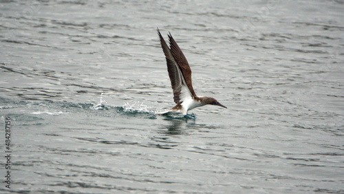 Blue footed booby (Sula nebouxii) taking off from the bay in Puerto Lopez, Ecuacor © Angela