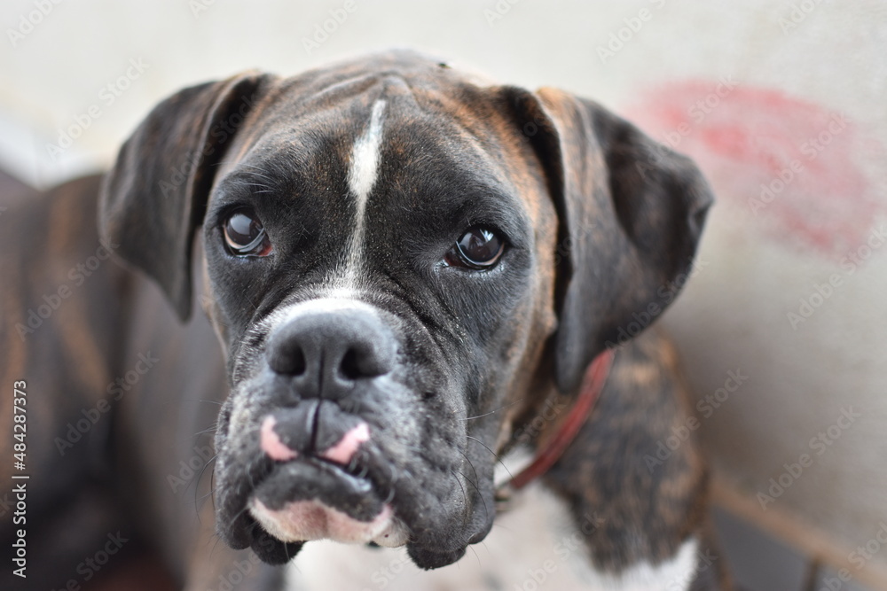 portrait of a boxer portrait of a boxer