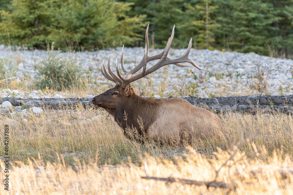 Bull Elk (Wapiti), (Cervus canadensis) guarding his harem of cows, Bow River, Canmore, Alberta, Canada, Bull Elk (Wapiti), (Cervus canadensis) guarding his harem of cows, Bow River, Canmore, Alberta, Canada,