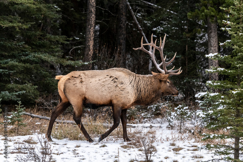 Bull Elk (Wapiti), (Cervus canadensis) Minnewanka loop, Banff National Park, Alberta, Canada