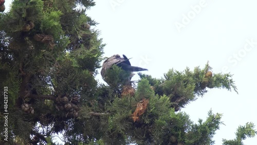 Hobby fledgling feeding on Cyprus tree, mount Hertzel, Jerusalem
Footage from israel, 2022
 photo