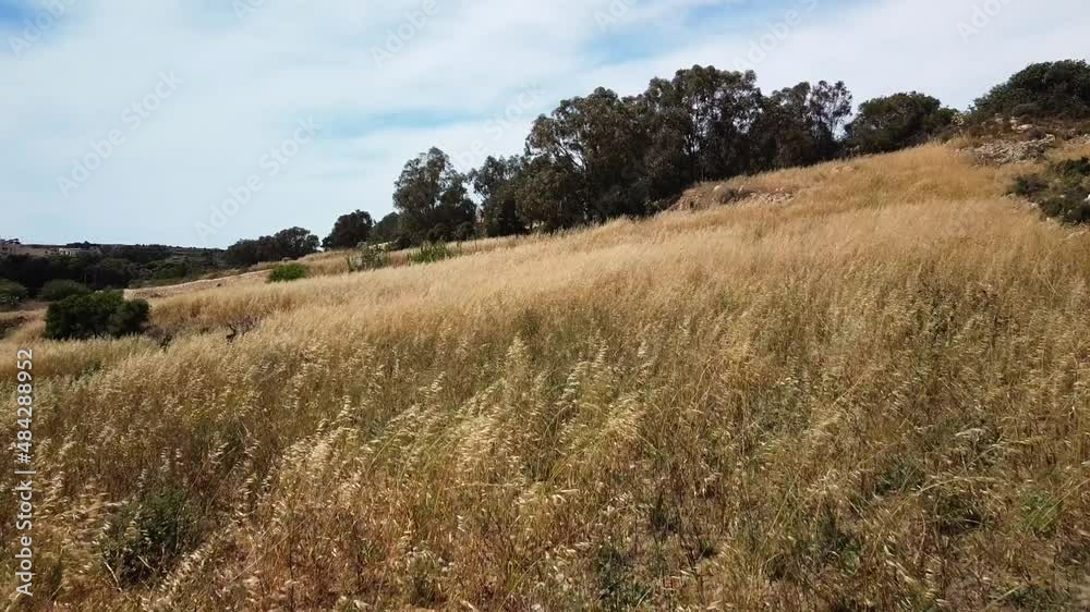 Springtime meadows and fields in Rabat Malta Springtime meadows and fields in Rabat Malta