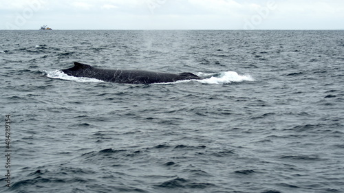 Blow hole of a humpback whale in Machalilla National Park  off the coast of Puerto Lopez  Ecuador