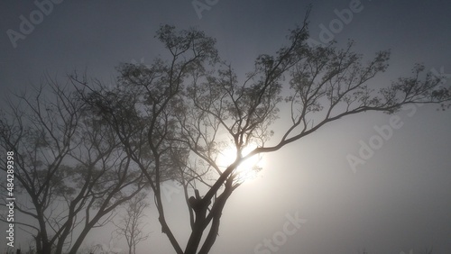 tree in the fog © Sofia Lane