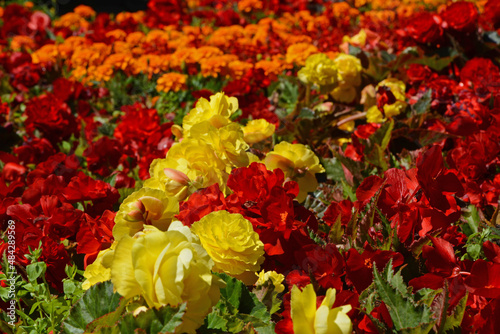 Fototapeta Naklejka Na Ścianę i Meble -  kolorowe kwiaty letnie, Begonia bulwiasta, ukośnica Begonia ×tuberhybrida i aksamitka Tagetes , colorful flowerbed