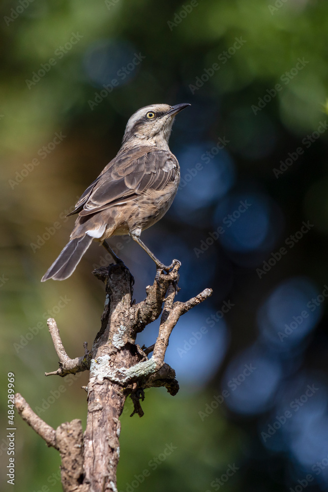 The chalk-browed mockingbird or Sabia-do-campo perched on a tree. It's a typical bird from the south-central region of Brazil. Species Mimus saturninus. Birdwathching. Birding. The chalk-browed mockingbird or Sabia-do-campo perched on a tree. It's a typical bird from the south-central region of Brazil. Species Mimus saturninus. Birdwathching. Birding.