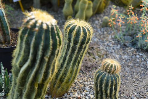 Parodia magnifica or Eriocactus magnificus cactuses without flowers photo