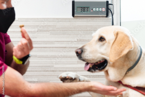 Veterinary doctor giving a prize to a Labrador retriever so that it sits on the scale and can be weighed. overweight dog. pet health photo