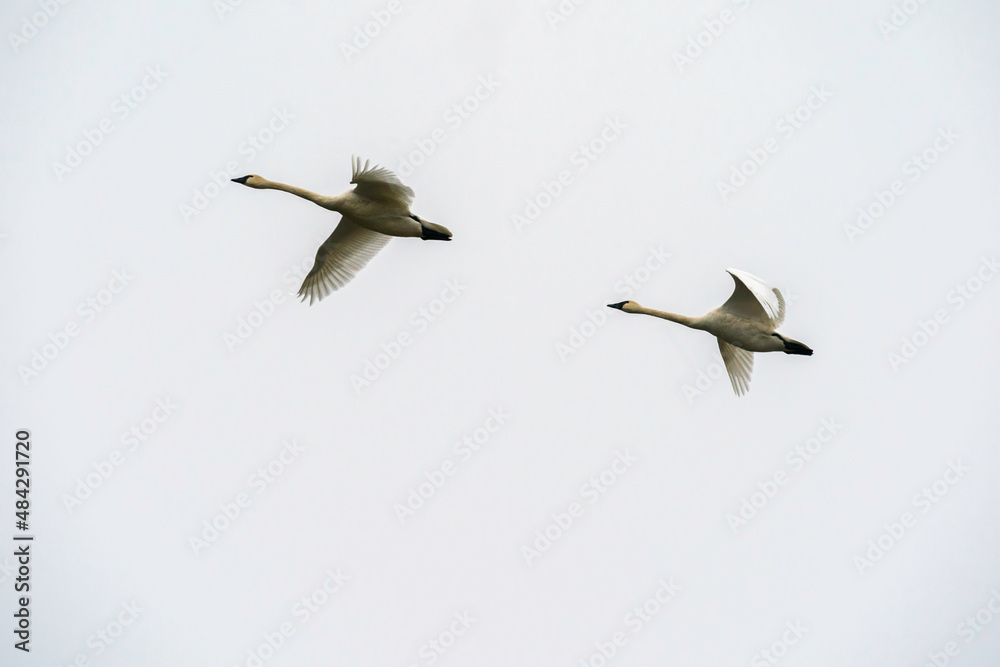 Obraz premium Swans Flying in Ridgefield National Wildlife Refuge, Washington State