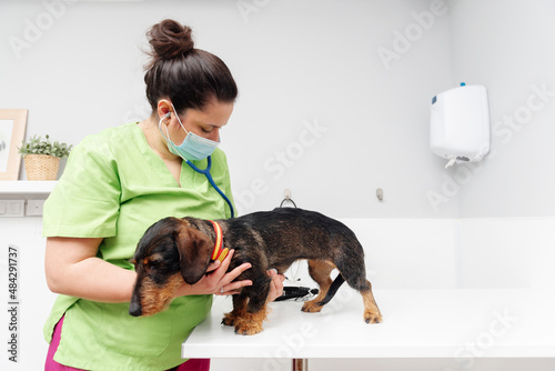 Pet doctor examining a dachshund breed dog with her stethoscope on the examination table of a veterinary clinic. health and pet care.