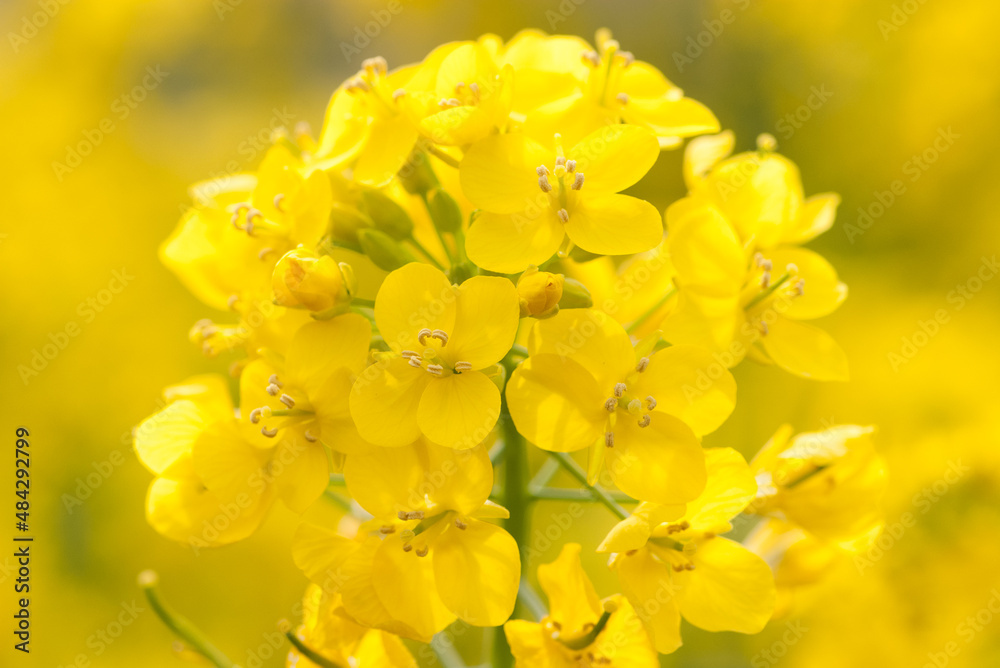 菜の花 菜の花