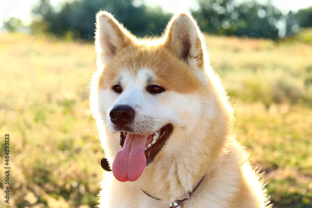 Funny Akita Inu dog outdoors, closeup