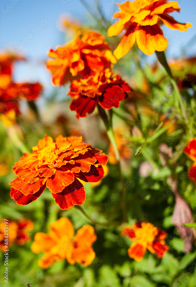 Lots of Marigolds