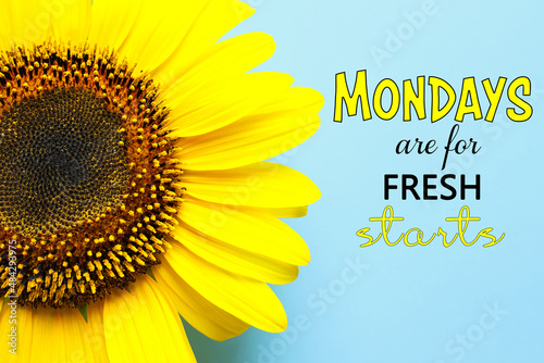 Fototapeta Naklejka Na Ścianę i Meble -  Motivational quote Mondays are for Fresh Starts and beautiful sunflower on turquoise background, top view