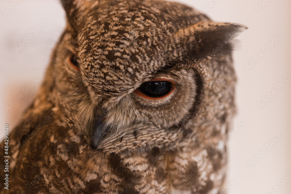 小さい可愛いフクロウのアップ写真 小さい可愛いフクロウのアップ写真