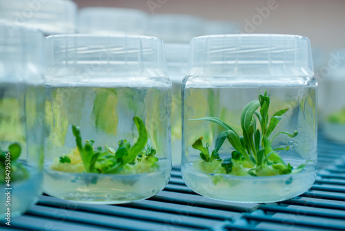 Biology science for plant regeneration. In vitro plant growth under controlled and sterile conditions. Various plants species cultivated in vitro in nutrient medium, biotechnology concept photo