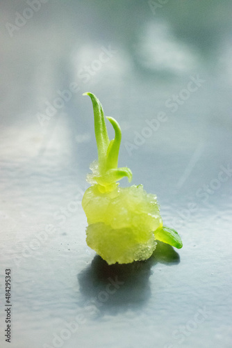 Valokuva In vitro plant micropropagation, multiplication concept