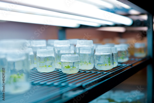 Plant callus tissue culture. Biology science plant regeneration. Various plants cultivated in vitro in dishes and tubes in nutrient medium, biotechnology concept In vitro growth medium photo