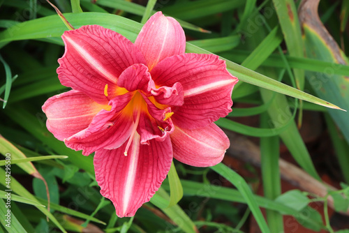 Iris rose lignes blanches coeur jaune