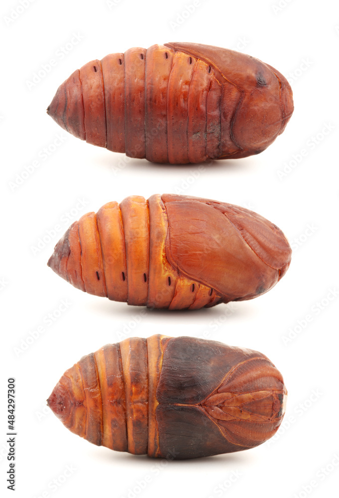 Fototapeta premium chrysalis silkworm ,silk worm cocoon on white background