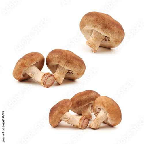 Shiitake mushroom on the White background 