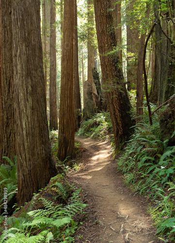 trail through Giant sequoia © DarkLab Enterprises