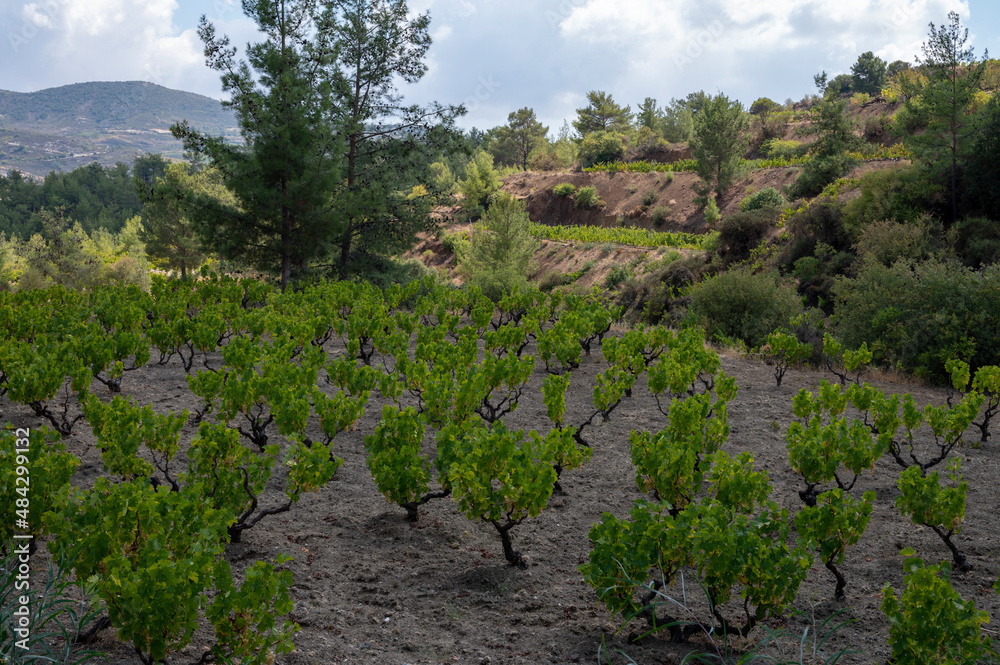 Wine industry on Cyprus island, view on Cypriot vineyards with growing grape plants on south slopes of Troodos mountain range