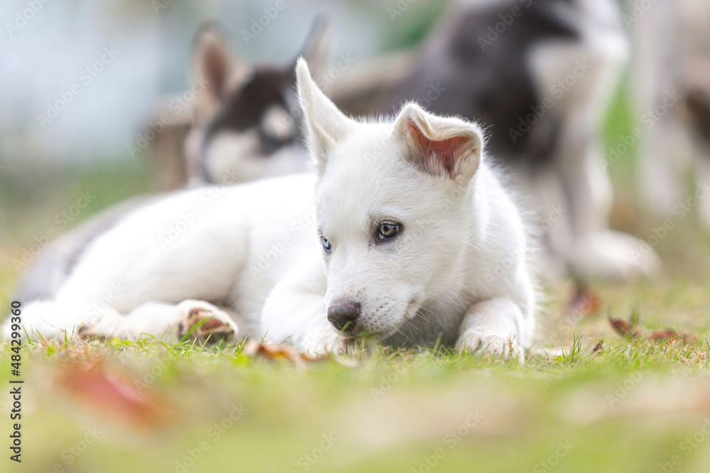 Portrait of a cute white husky puppy in a garden outdoors Portrait of a cute white husky puppy in a garden outdoors