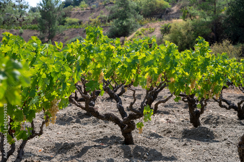 Wine industry on Cyprus island, bunches of ripe white grapes hanging on Cypriot vineyards located on south slopes of Troodos mountain range. Wine industry on Cyprus island, bunches of ripe white grapes hanging on Cypriot vineyards located on south slopes of Troodos mountain range.