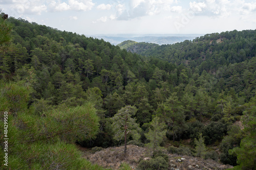 Evergreen pine trees growing in high Troodos mountains on Cyprus