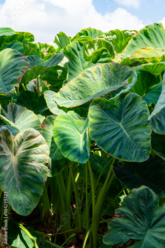 Plantationf of Colocasia esculenta tropical plant grown primarily for its edible corms, root vegetable taro
