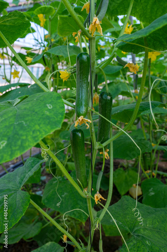 Green cucumbers hanging on lianas of cucumber plants in green house