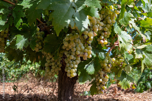 Wine industry on Cyprus island, bunches of ripe white grapes hanging on Cypriot vineyards located on south slopes of Troodos mountain range.