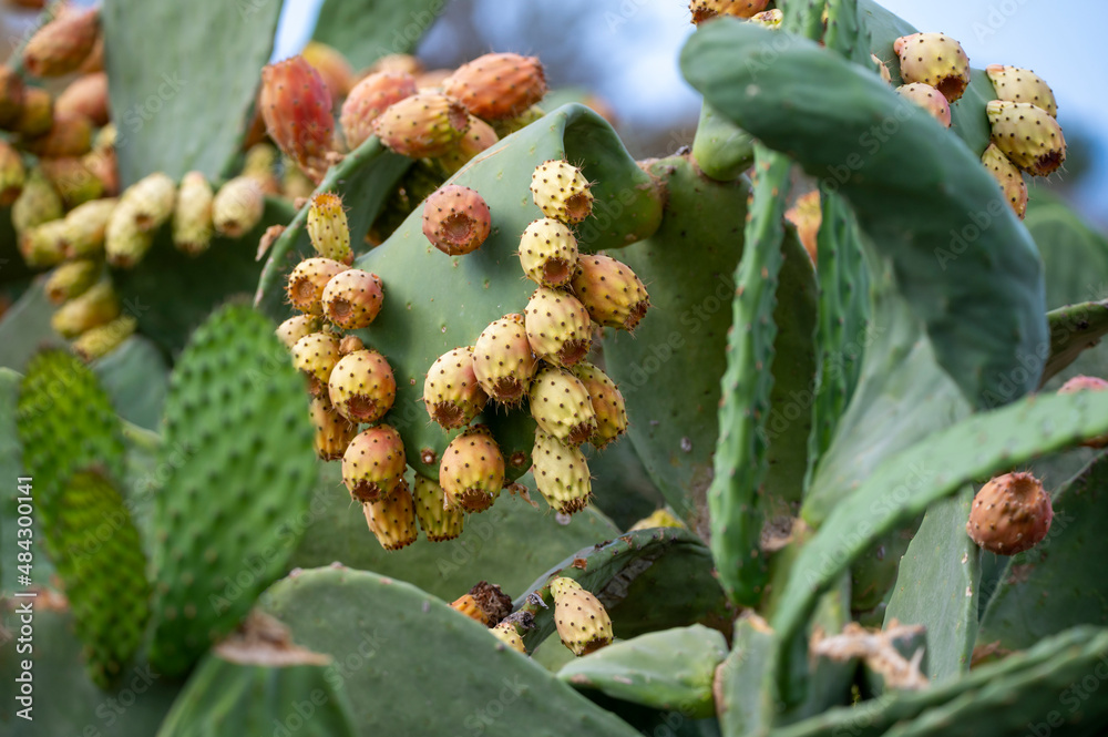 Ripe edible fruits opuntia pears ready to harvest Ripe edible fruits opuntia pears ready to harvest