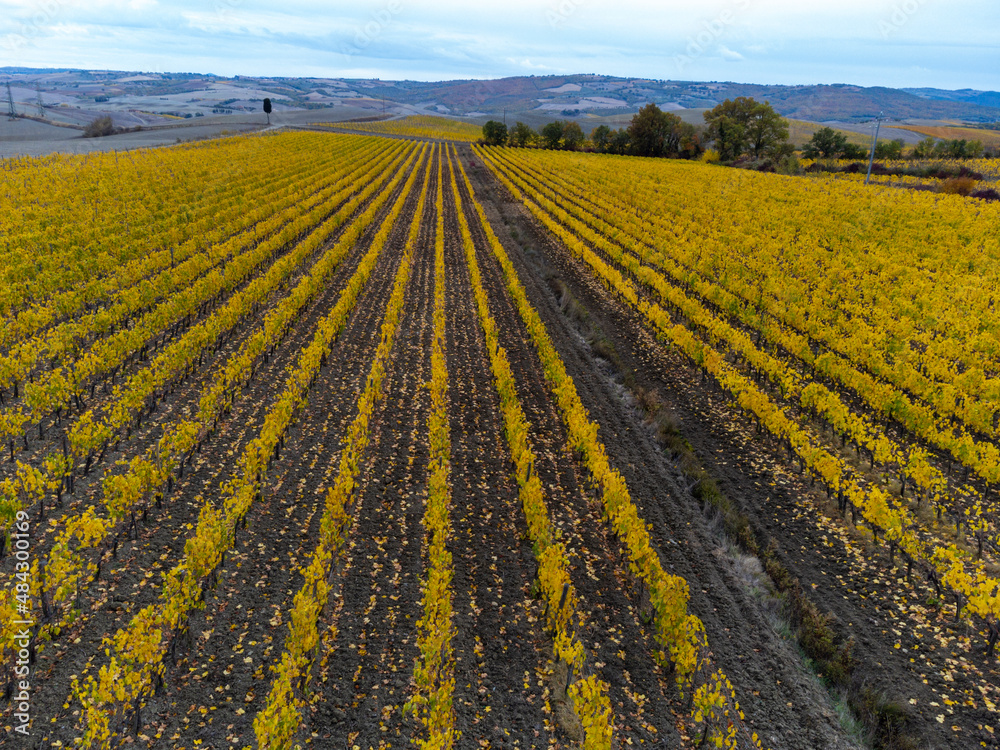 Flying drone above colorful autumn sangiovese grapes vineyards near wine making town Montalcino, Tuscany, rows of grape plants after harvest, Italy