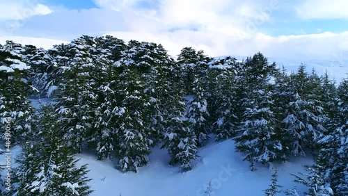 Forest trees covered by snow. Winter aerial view. Snow storm